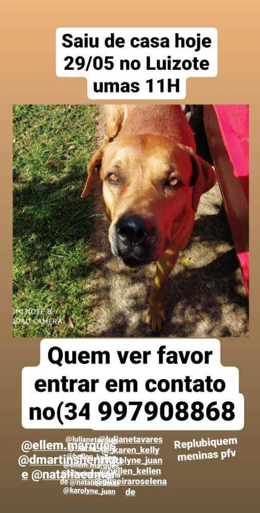 Cachorro ra a Fila idade 6 ou mais anos nome Marley