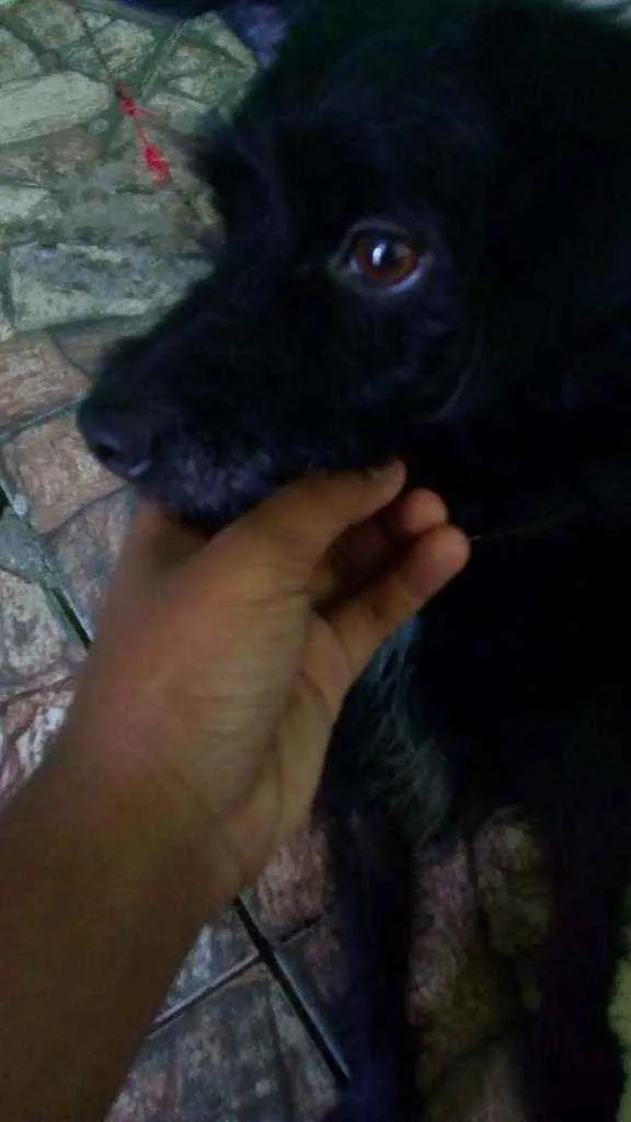 Cachorro ra a vira lata idade 2 anos nome Théo