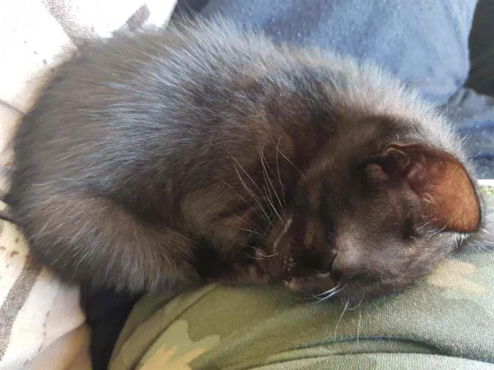 Gato ra a Não tem idade Abaixo de 2 meses nome Não tem