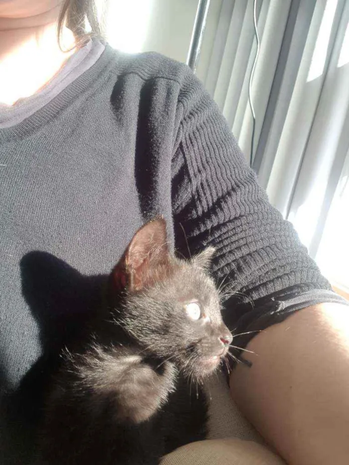 Gato ra a Não tem idade Abaixo de 2 meses nome Não tem