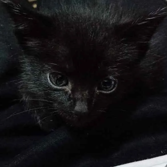 Gato ra a Não tem idade Abaixo de 2 meses nome Não tem