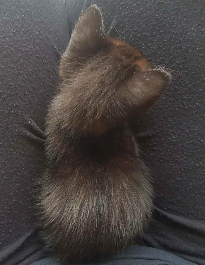Gato ra a Não tem idade Abaixo de 2 meses nome Não tem
