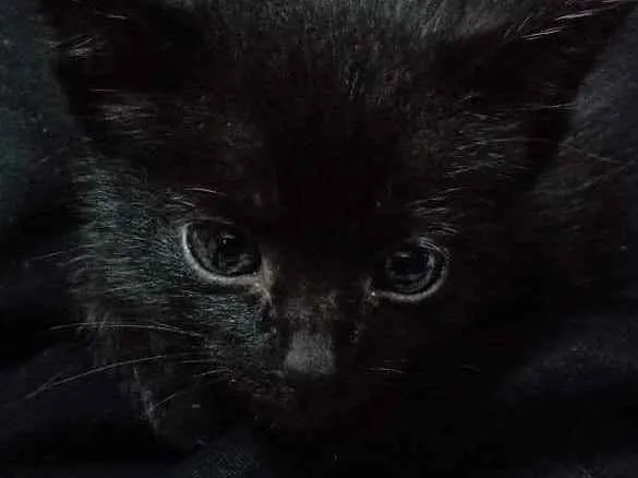 Gato ra a Não tem idade Abaixo de 2 meses nome Não tem
