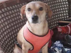 Cachorro raça SRD idade 7 a 11 meses nome Nina 