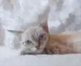 Mau mau 