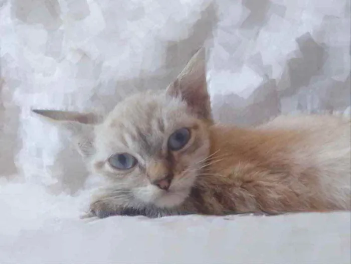 Gato ra a SRD idade 2 a 6 meses nome Mau mau 