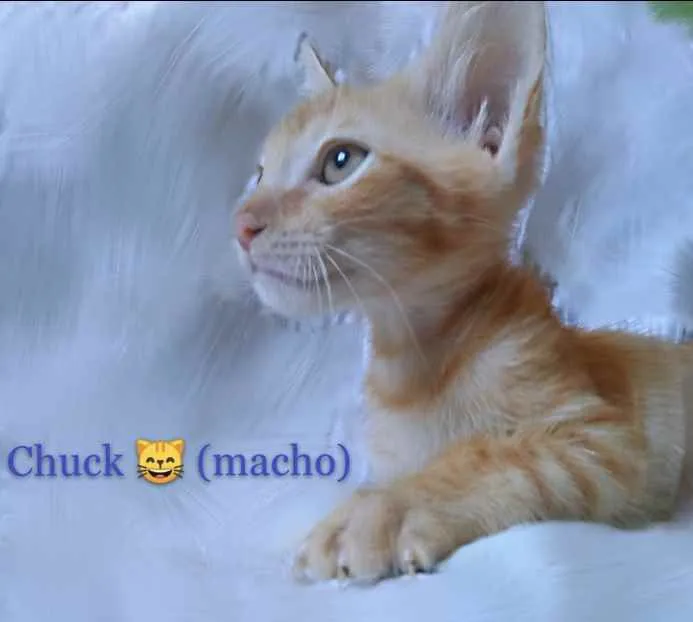 Gato ra a SRD idade 2 a 6 meses nome Chuck 