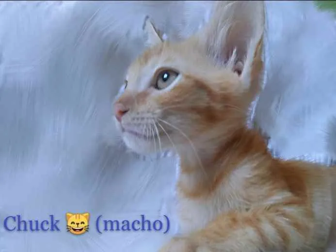 Gato ra a SRD idade 2 a 6 meses nome Chuck 
