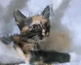 Kitty 