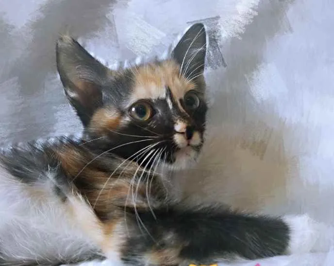 Gato ra a SRD idade 2 a 6 meses nome Kitty 