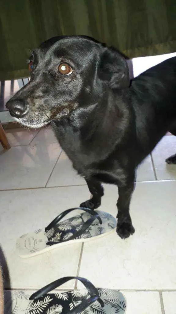 Cachorro ra a Mestiça  idade 5 anos nome Jhully