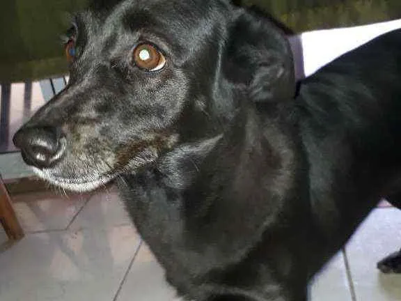 Cachorro ra a Mestiça  idade 5 anos nome Jhully