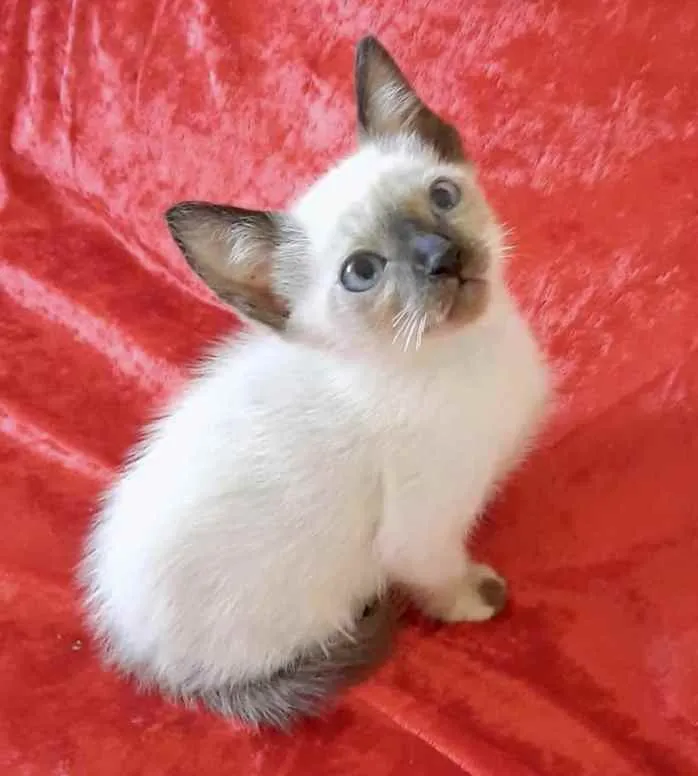 Gato ra a Mestiço  idade Abaixo de 2 meses nome Gugu 
