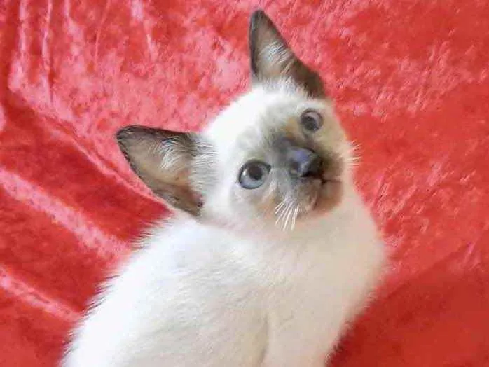 Gato ra a Mestiço  idade Abaixo de 2 meses nome Gugu 