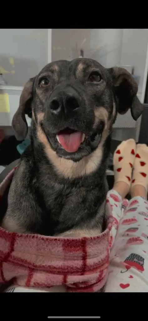 Cachorro ra a vira lata  idade 2 anos nome Dexter