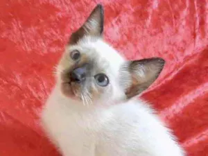 Gato raça Mestiço  idade Abaixo de 2 meses nome Gugu 