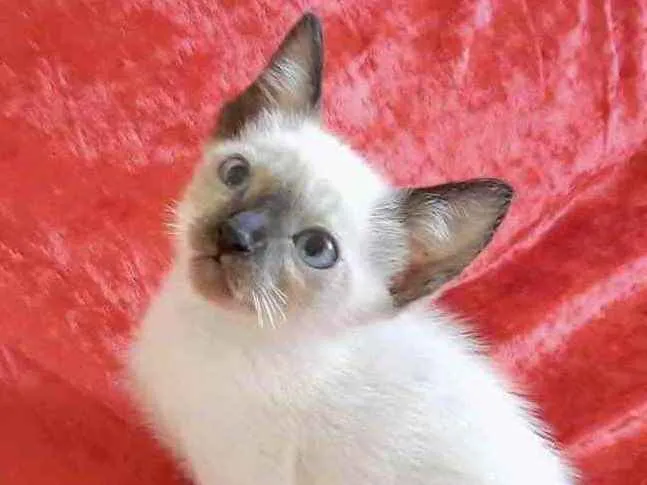 Gato ra a Mestiço  idade Abaixo de 2 meses nome Gugu 