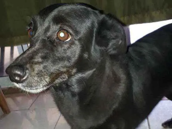 Cachorro ra a Mestiça  idade 5 anos nome Jhully
