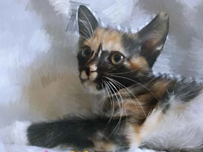 Gato ra a SRD idade 2 a 6 meses nome Kitty 