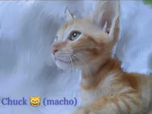 Gato raça SRD idade 2 a 6 meses nome Chuck 