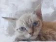 Mau mau 