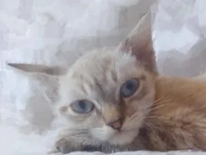 Gato raça SRD idade 2 a 6 meses nome Mau mau 