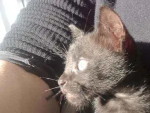 Gato raça Não tem idade Abaixo de 2 meses nome Não tem