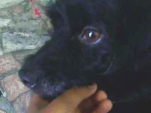 Cachorro raça vira lata idade 2 anos nome Théo