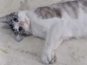 Gato raça Srd idade 1 ano nome Pedrinho um anjinho 