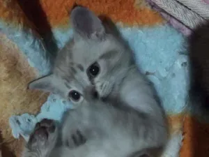 Gato raça  idade 2 a 6 meses nome Sem nome 