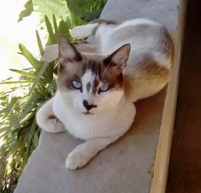 Gato ra a Mestiço  idade 1 ano nome Tufi 