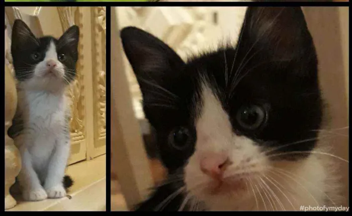 Gato ra a SRD idade Abaixo de 2 meses nome James