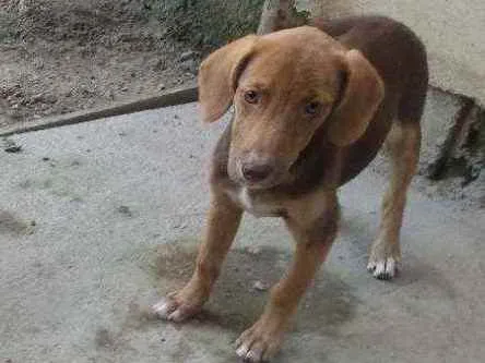 Cachorro ra a Vira lata  idade 2 a 6 meses nome Não possui nome 
