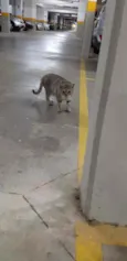 Tim