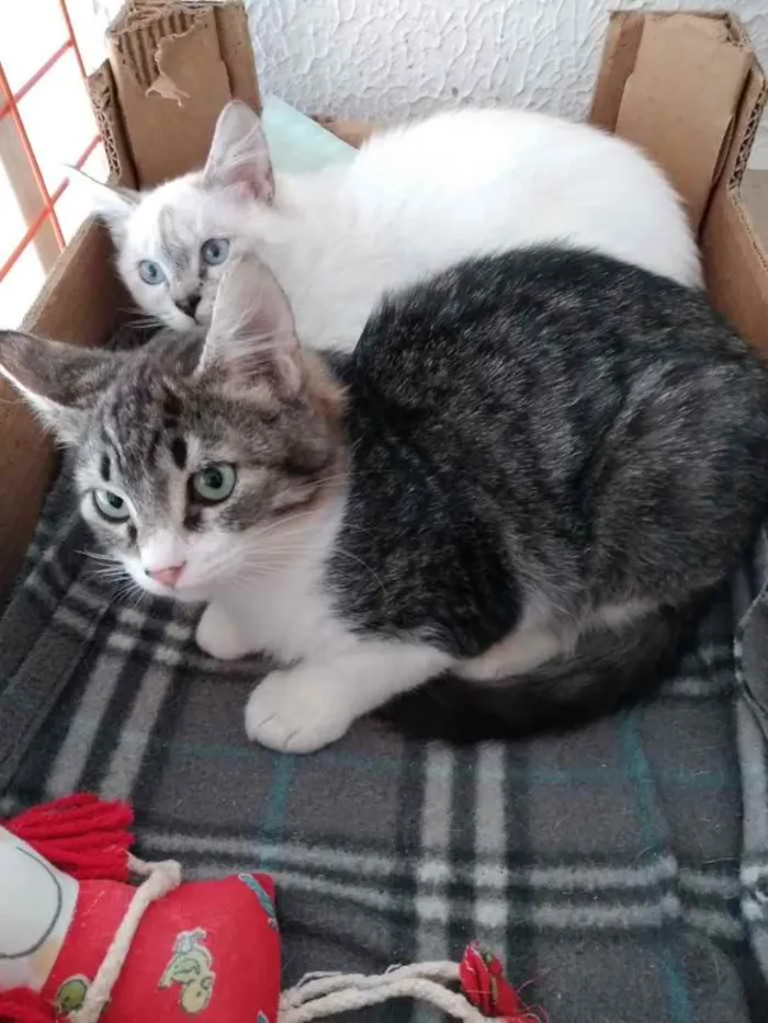 Gato ra a Srd idade 2 a 6 meses nome Nina Linda bebê 