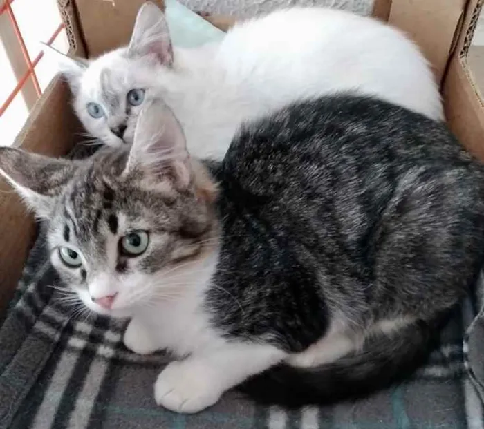 Gato ra a Srd idade 2 a 6 meses nome Nina Linda bebê 