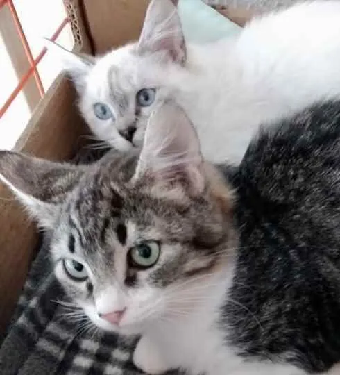 Gato ra a Srd idade 2 a 6 meses nome Nina Linda bebê 