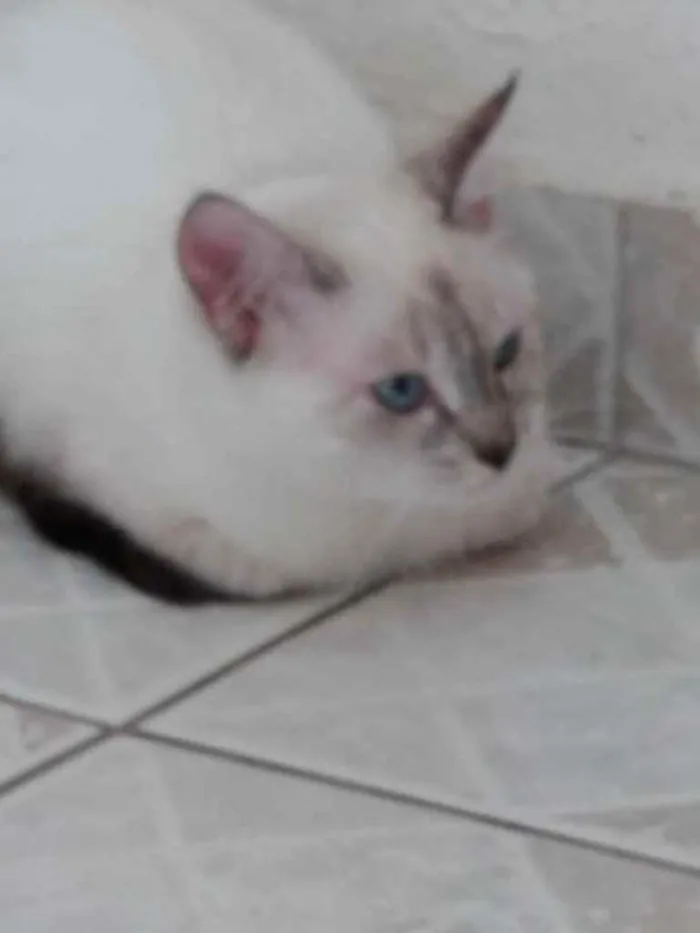 Gato ra a Srd idade 2 a 6 meses nome Nina Linda bebê 