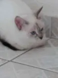 Nina Linda bebê