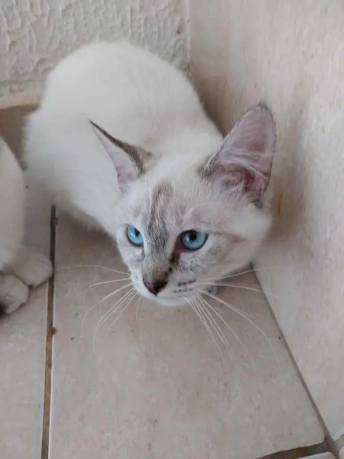 Gato ra a Srd idade 2 a 6 meses nome Nina Linda bebê 