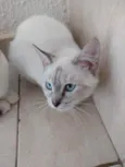 Nina Linda bebê