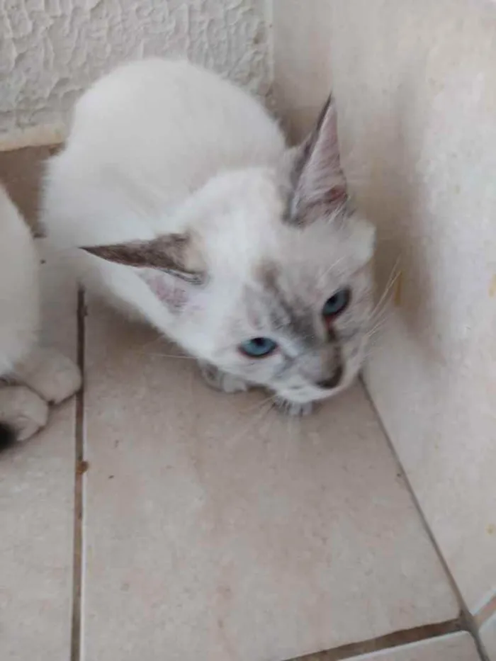 Gato ra a Srd idade 2 a 6 meses nome Nina Linda bebê 