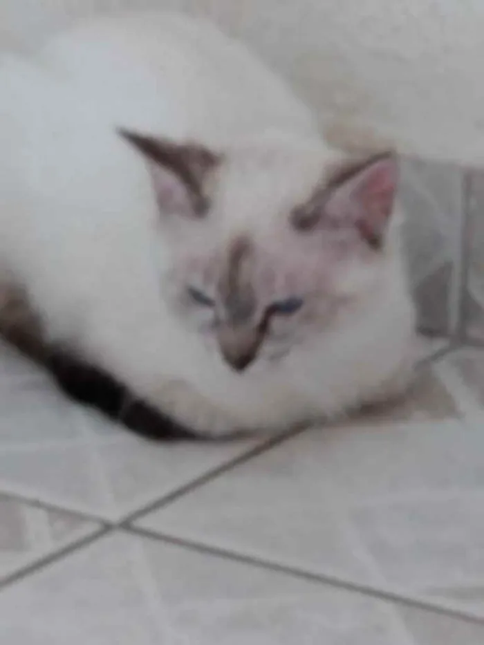 Gato ra a Srd idade 2 a 6 meses nome Nina Linda bebê 