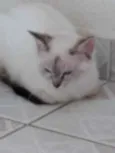Nina Linda bebê