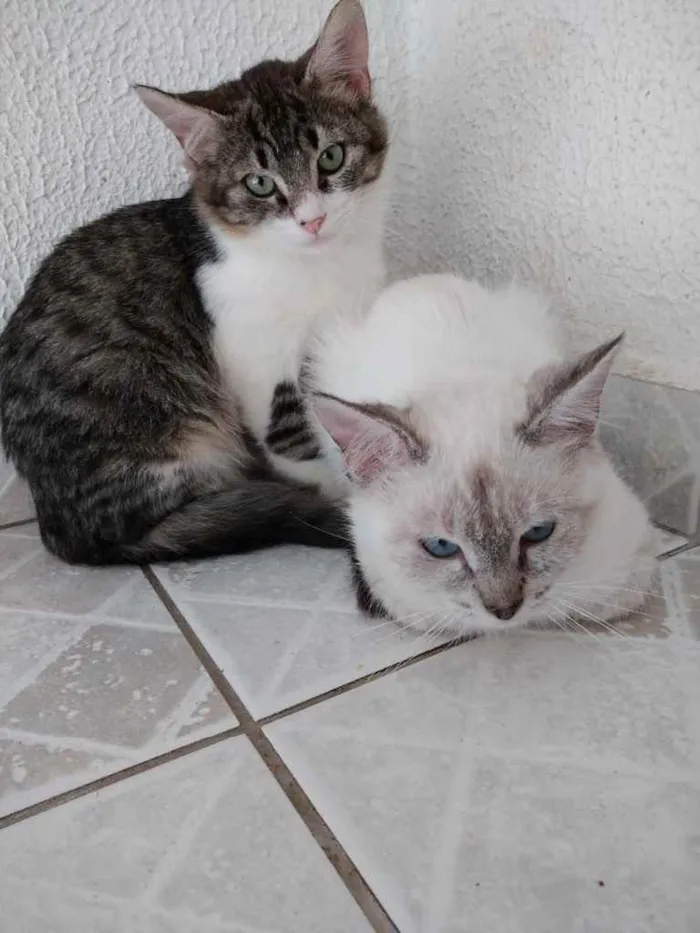Gato ra a Srd idade 2 a 6 meses nome Nina Linda bebê 