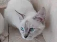 Nina Linda bebê