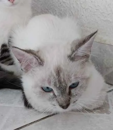 Gato ra a Srd idade 2 a 6 meses nome Nina Linda bebê 