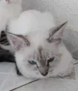 Nina Linda bebê