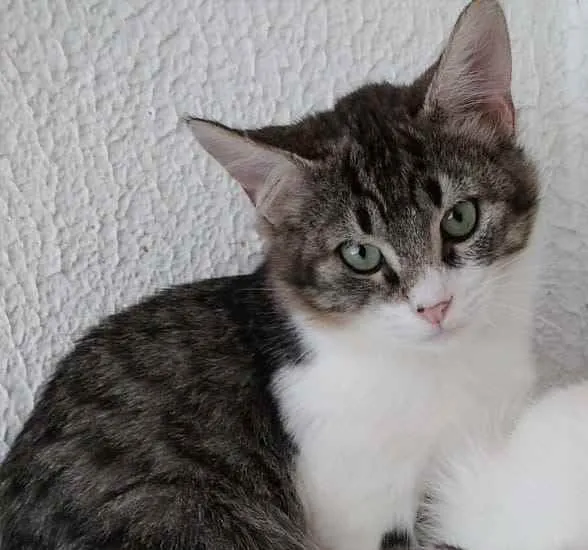 Gato ra a Tigradinho lindo  idade 2 a 6 meses nome Fred lindo gatinho 
