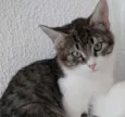 Fred lindo gatinho
